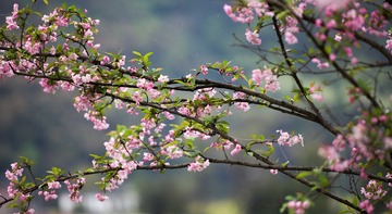 IMG_1242-1