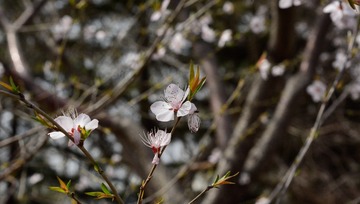 _DSC1560