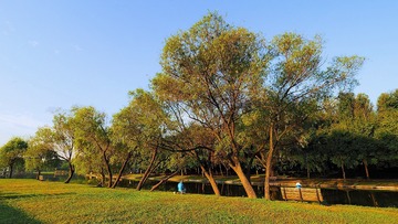 PA110014_HZP