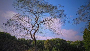 PA110031_HZP