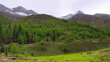 P5250332_HZP