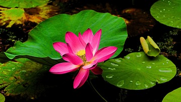 P1010032_HZP