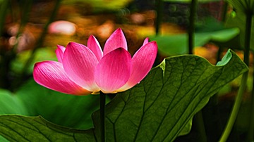 P1010036_HZP