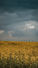 2505782