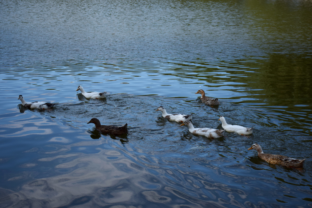 游过一群鸭