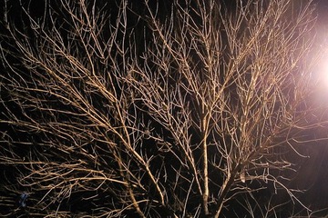 夜光撩人@20090416