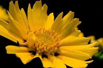 花@20090404