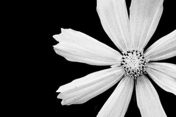 20070927_bflower