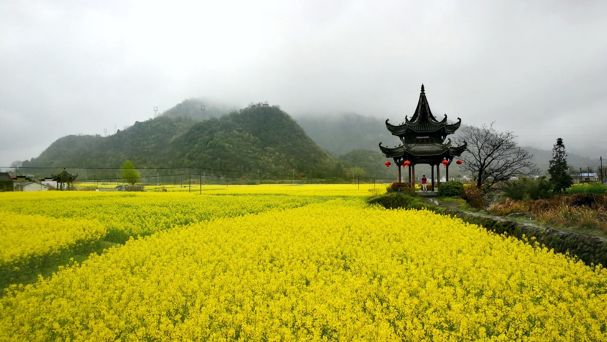 油菜花开摄于安徽石台县七都高路亭
