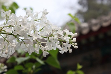 白