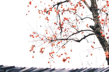 09FB80F6-50DF-4708-B5D7-742000DA9C27/L0/001