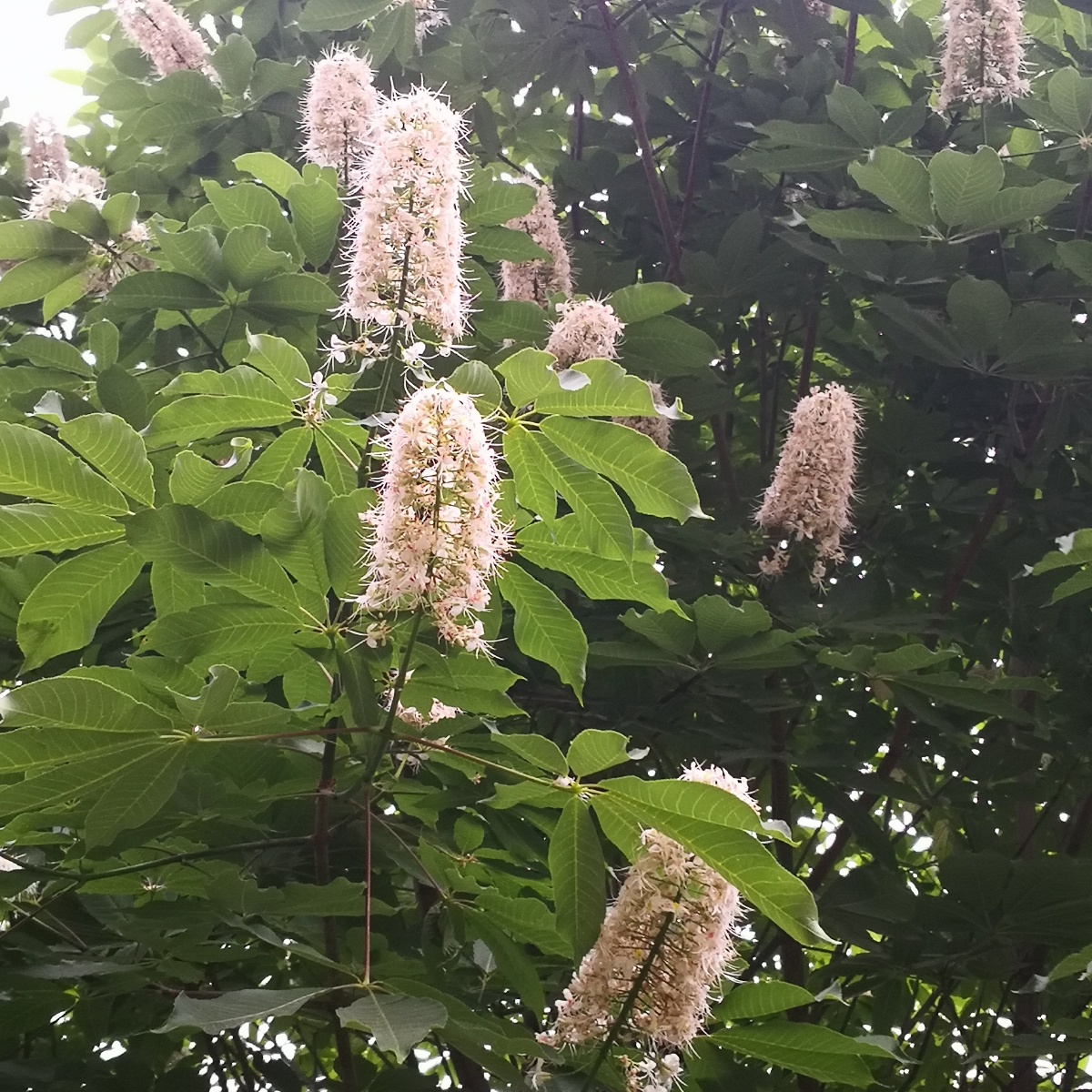 七叶树(学名:aesculus chinensis)是无患子目七叶树科的落叶乔木.