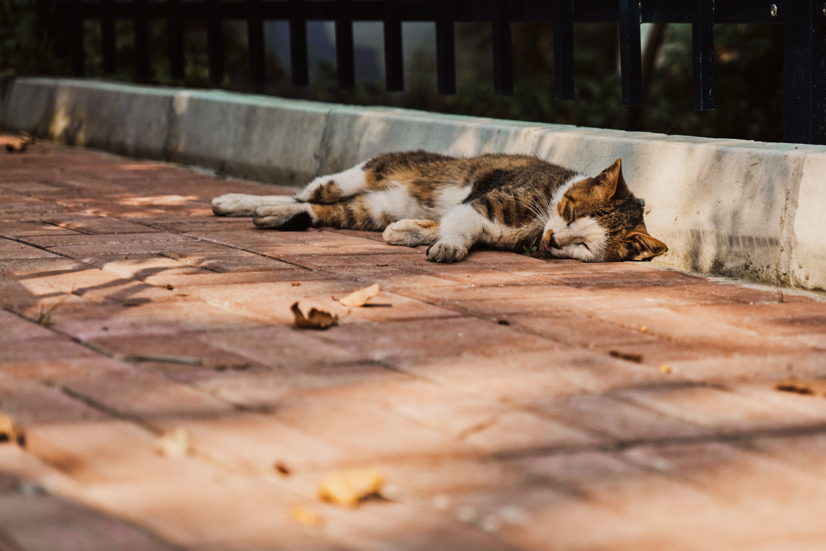 小区里喜欢晒太阳睡午觉的猫猫?