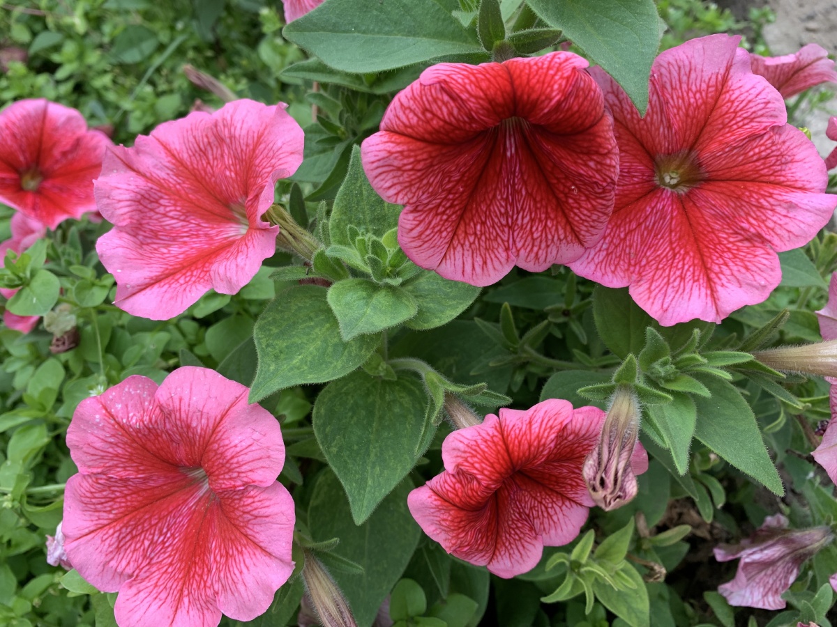 绿植花卉碧冬茄红色花