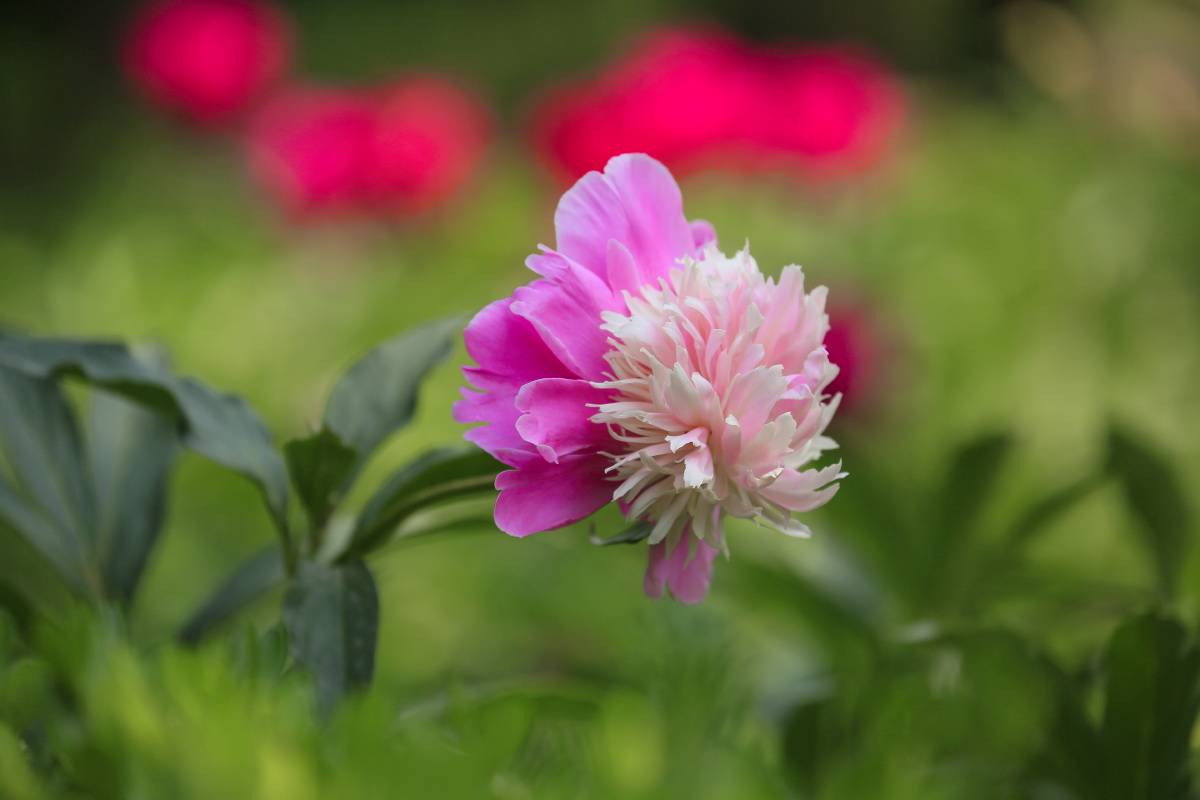 双色重瓣芍药花 - 山里麋芜 - 图虫