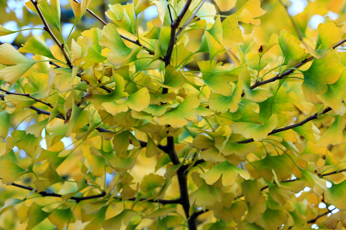 颜色渐变的银杏叶