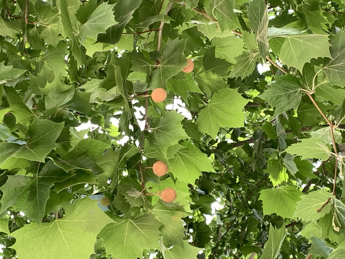 优美的园林绿化树悬铃木也叫法国梧桐美国梧桐