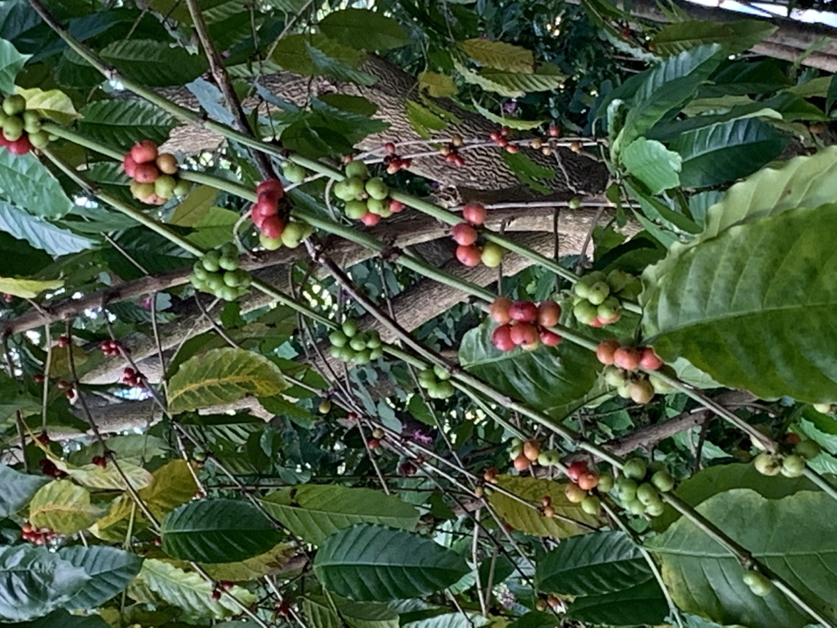 咖啡树