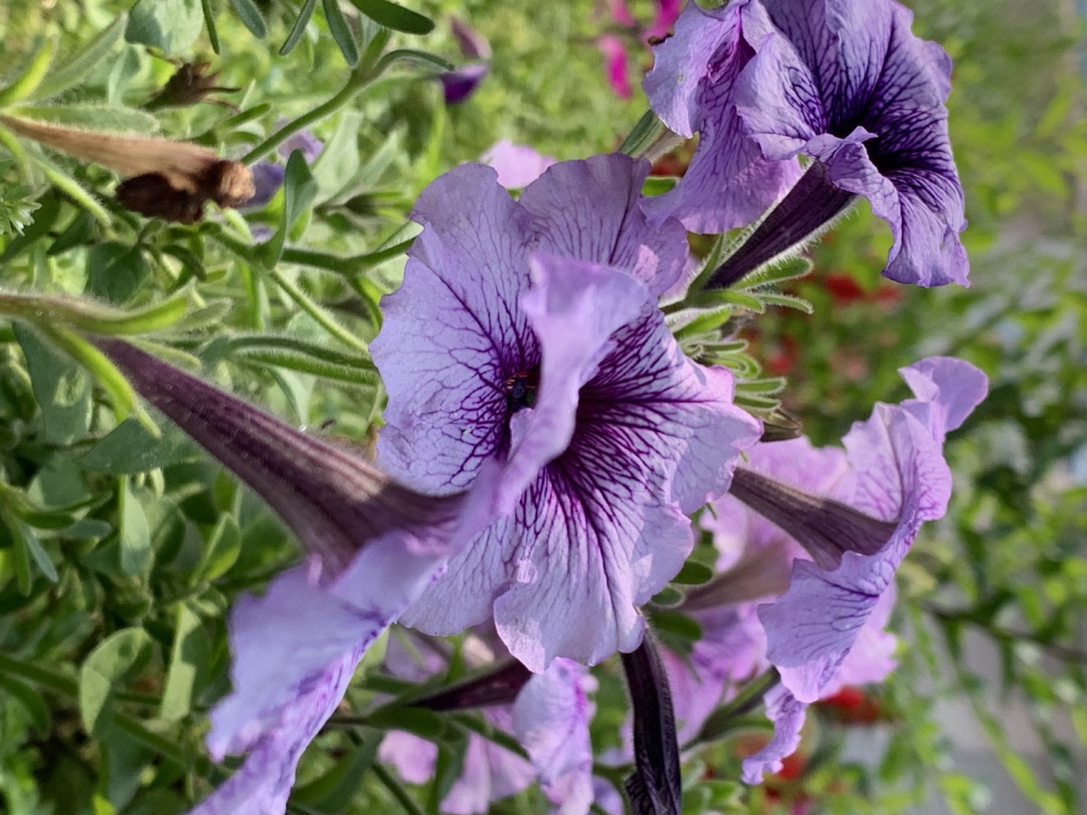 花坛的小花碧冬茄