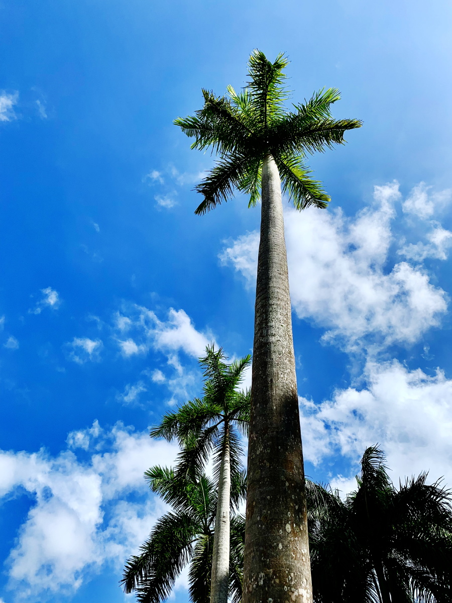 海南棕榈树 - 山里麋芜 - 图虫