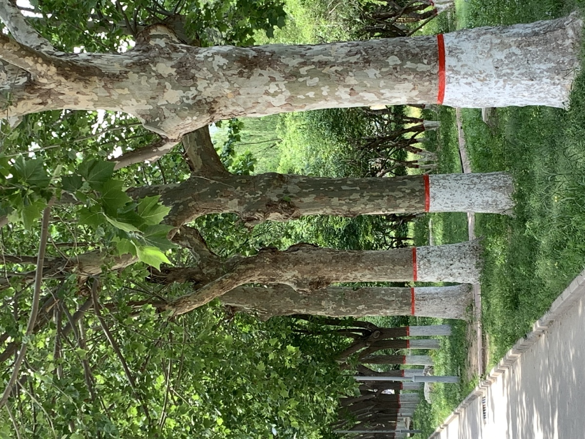 优美的园林绿化树悬铃木也叫法国梧桐美国梧桐