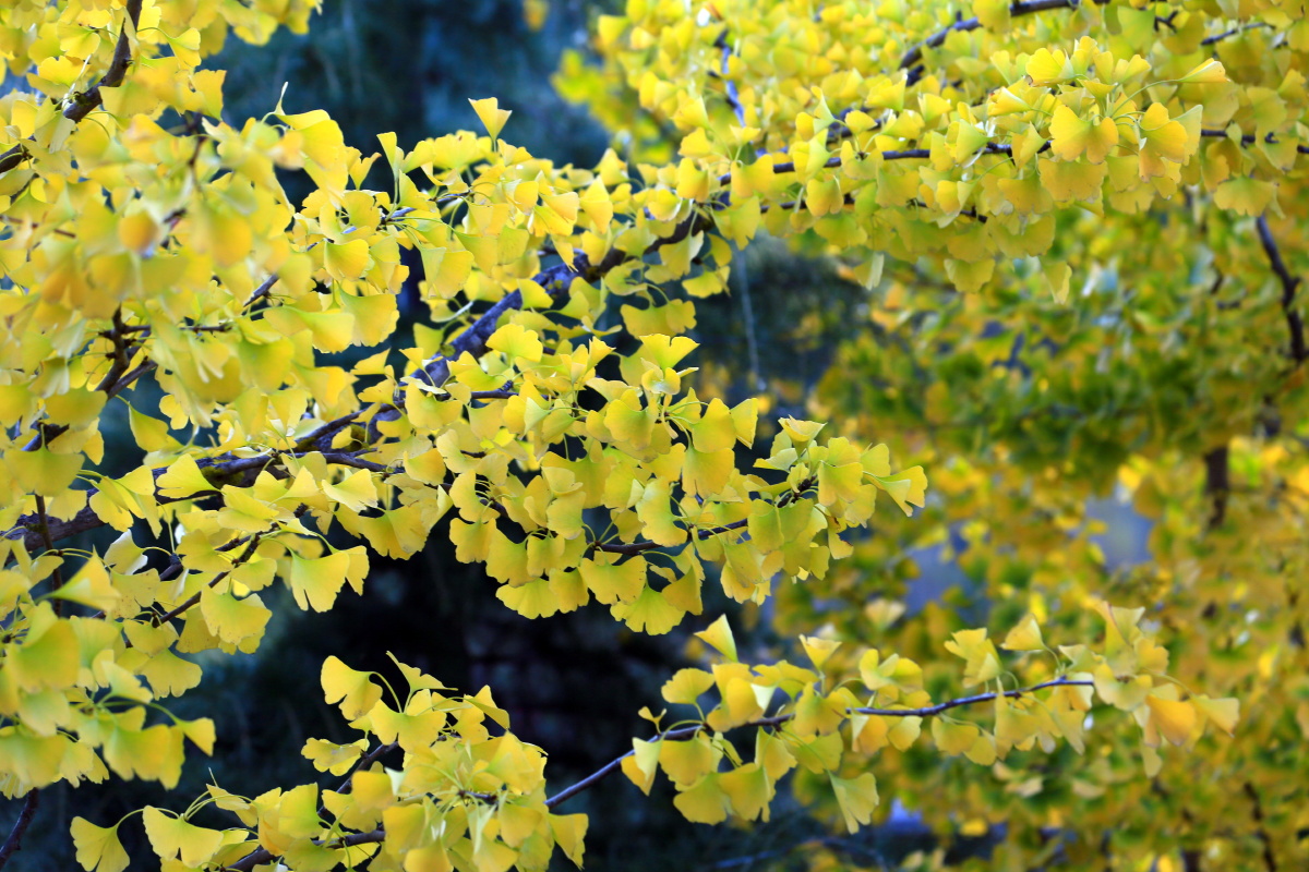 颜色渐变的银杏叶