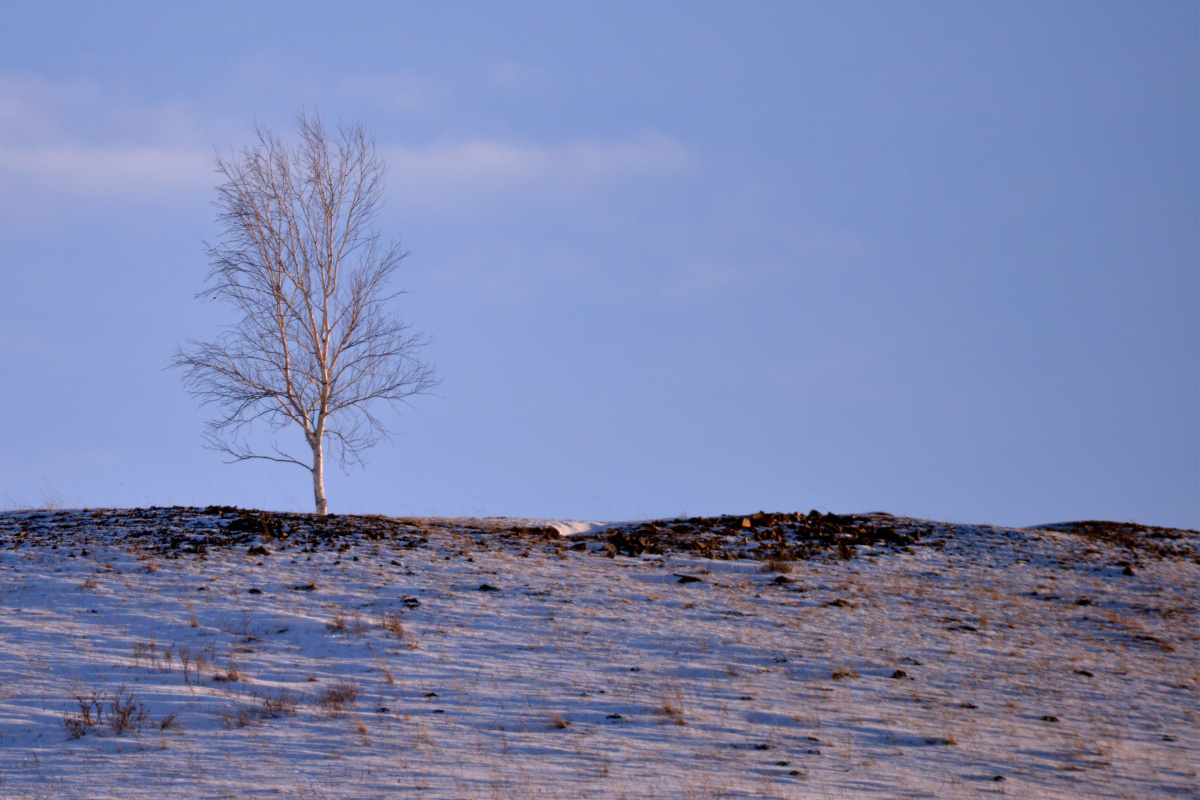 冬天山顶上的一棵白桦树
