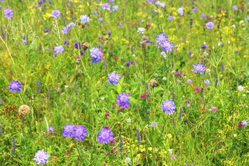 兰盆花07