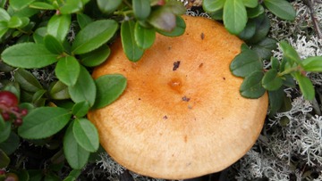 菌15