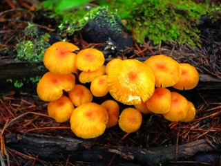 菌14