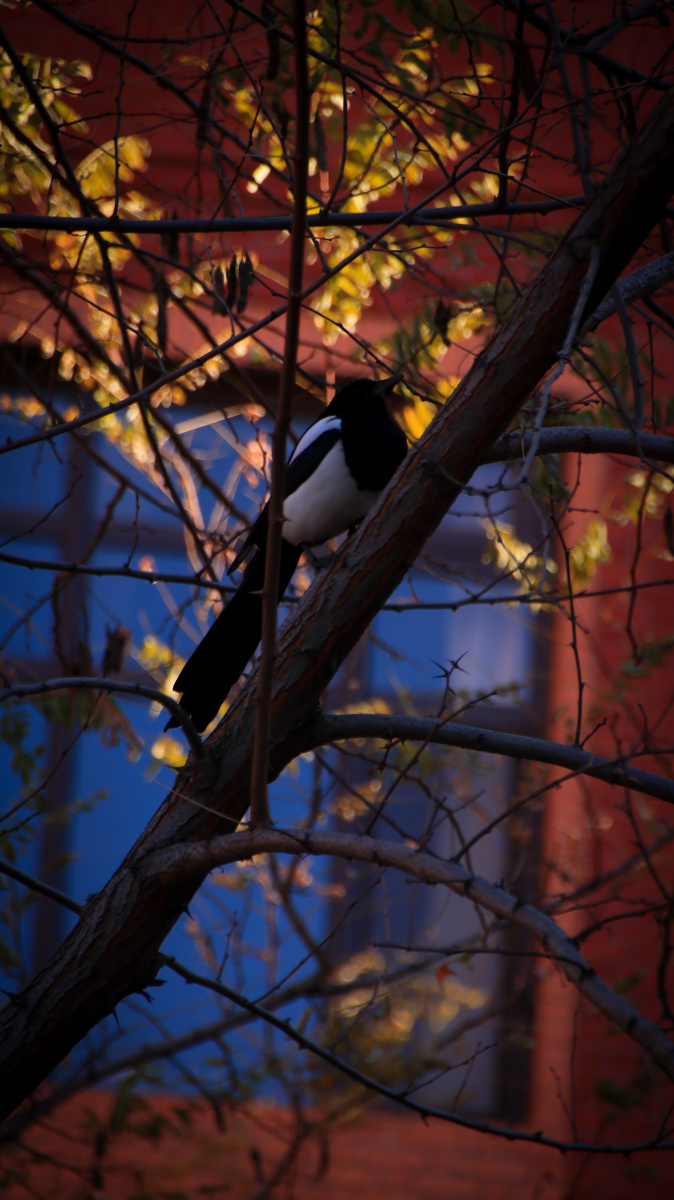 鸟- hetui屁屁 - 图虫