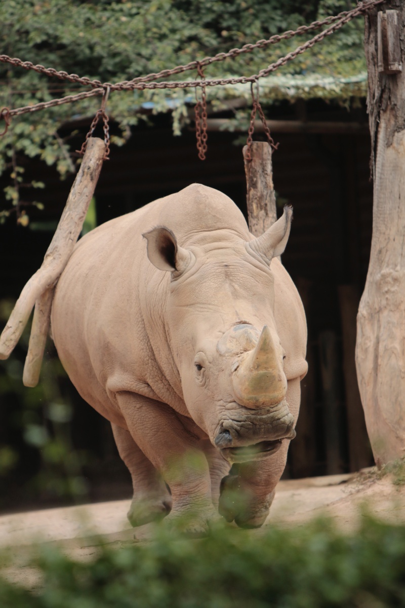 广州动物园内的犀牛