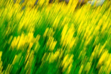 油菜花
