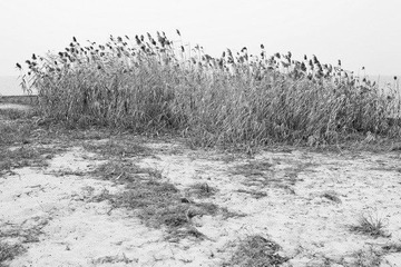_MG_2205bw