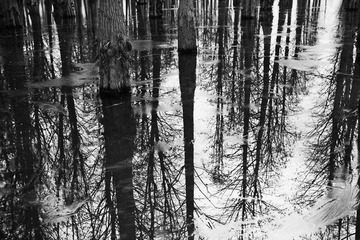 _MG_6078bw