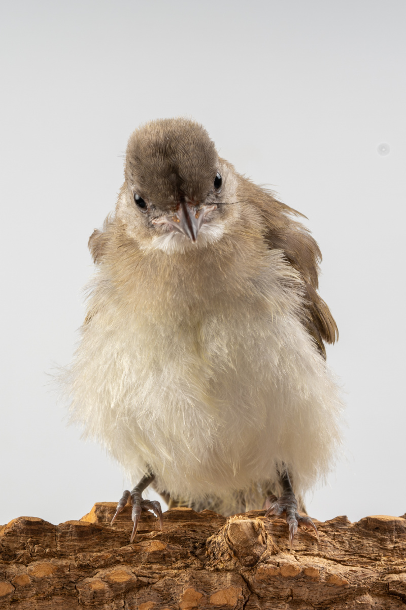 白头翁雏鸟的表情