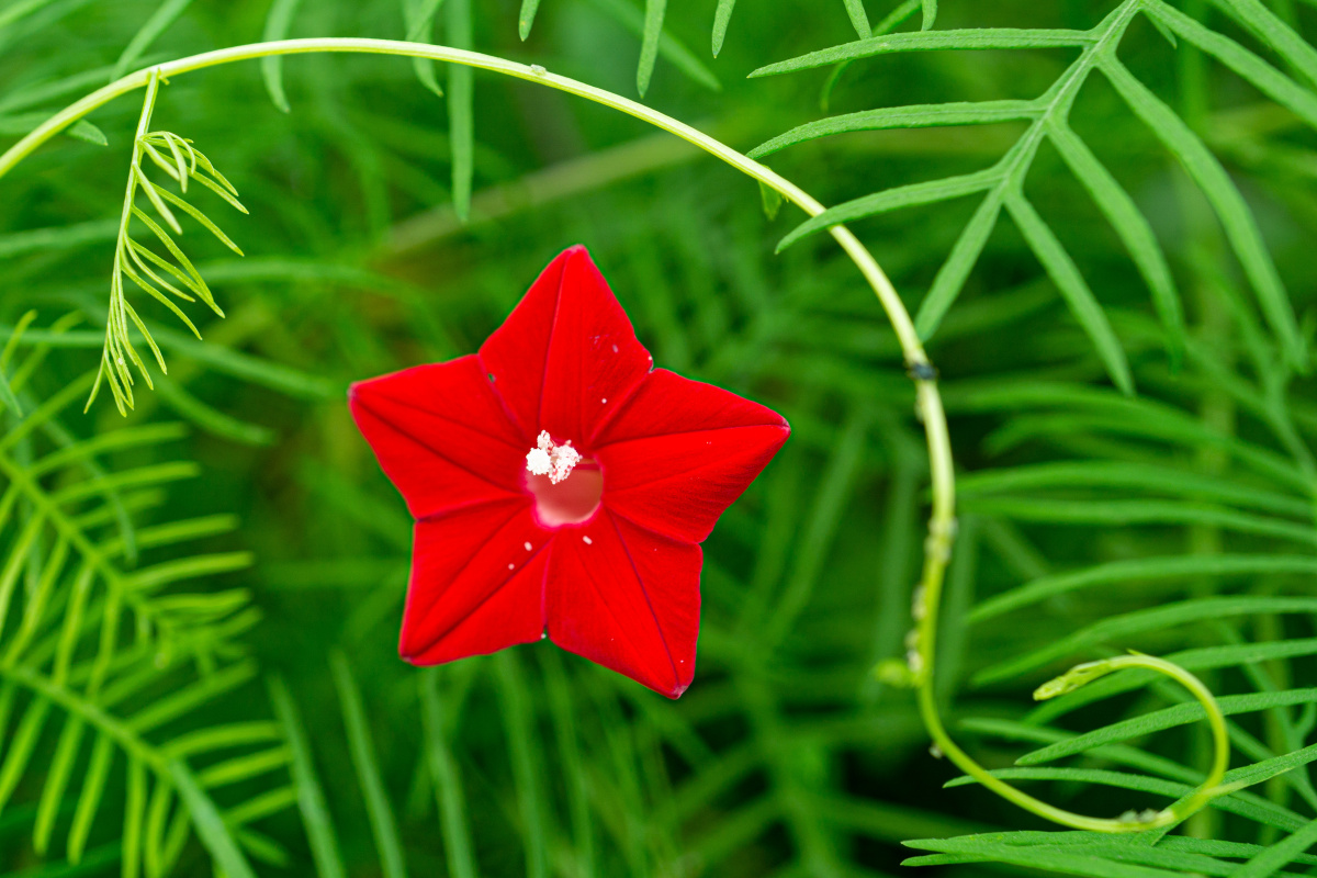 五角星花茑萝松
