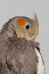 87738