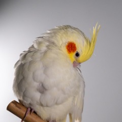 82818