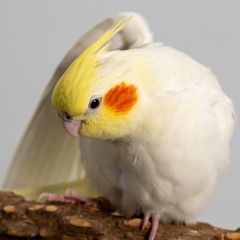 87747