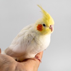 87748