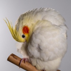 82817