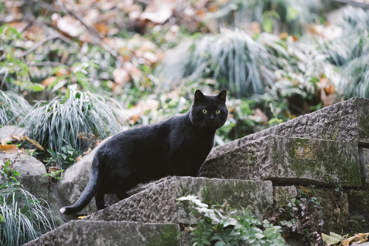 墨玉垂珠古代猫谱说通身黑而尾尖一点白者曰墨玉垂珠