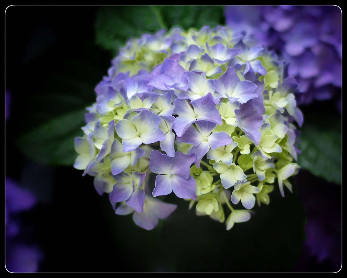 绣球花 - 金色麦田飘着酒香 - 图虫