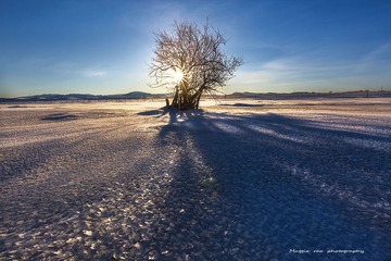 【雪绒花】