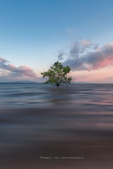 那片海，那棵树