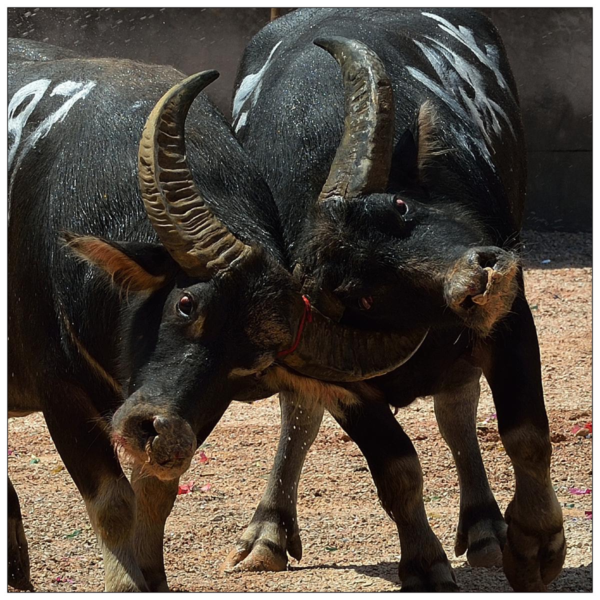 中国斗牛士 - 远影视觉, 纪实 - 远影