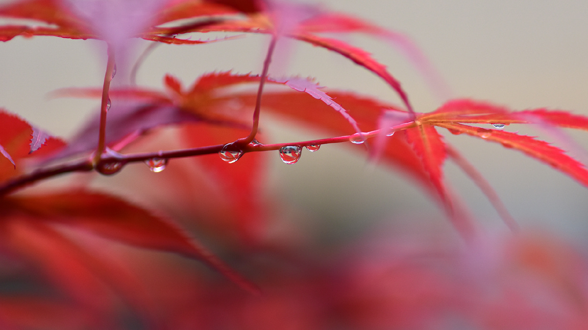 枫叶雨滴