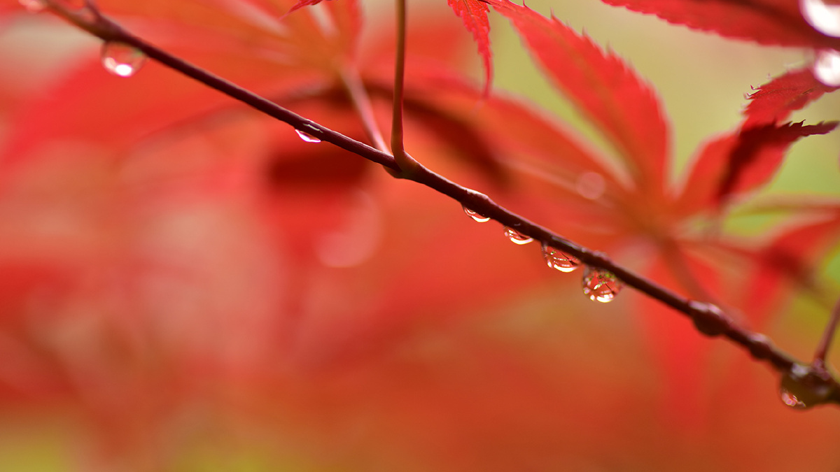 枫叶雨滴