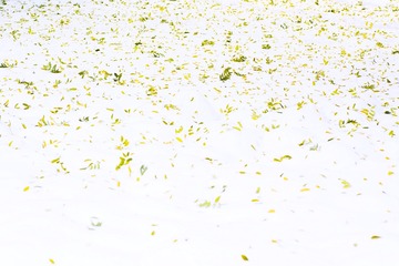 D81_2571xiao
